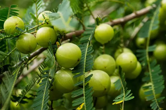 Amla