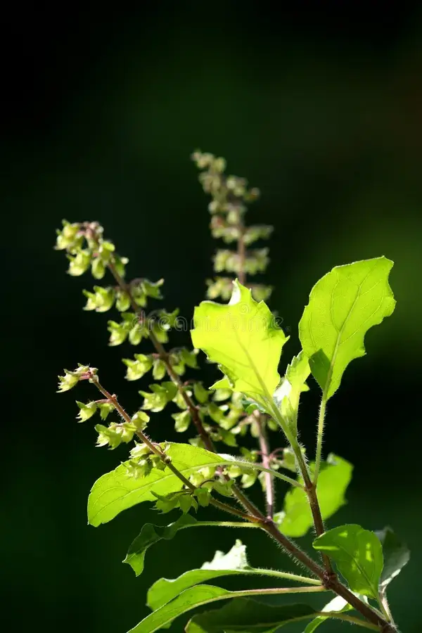 Tulsi