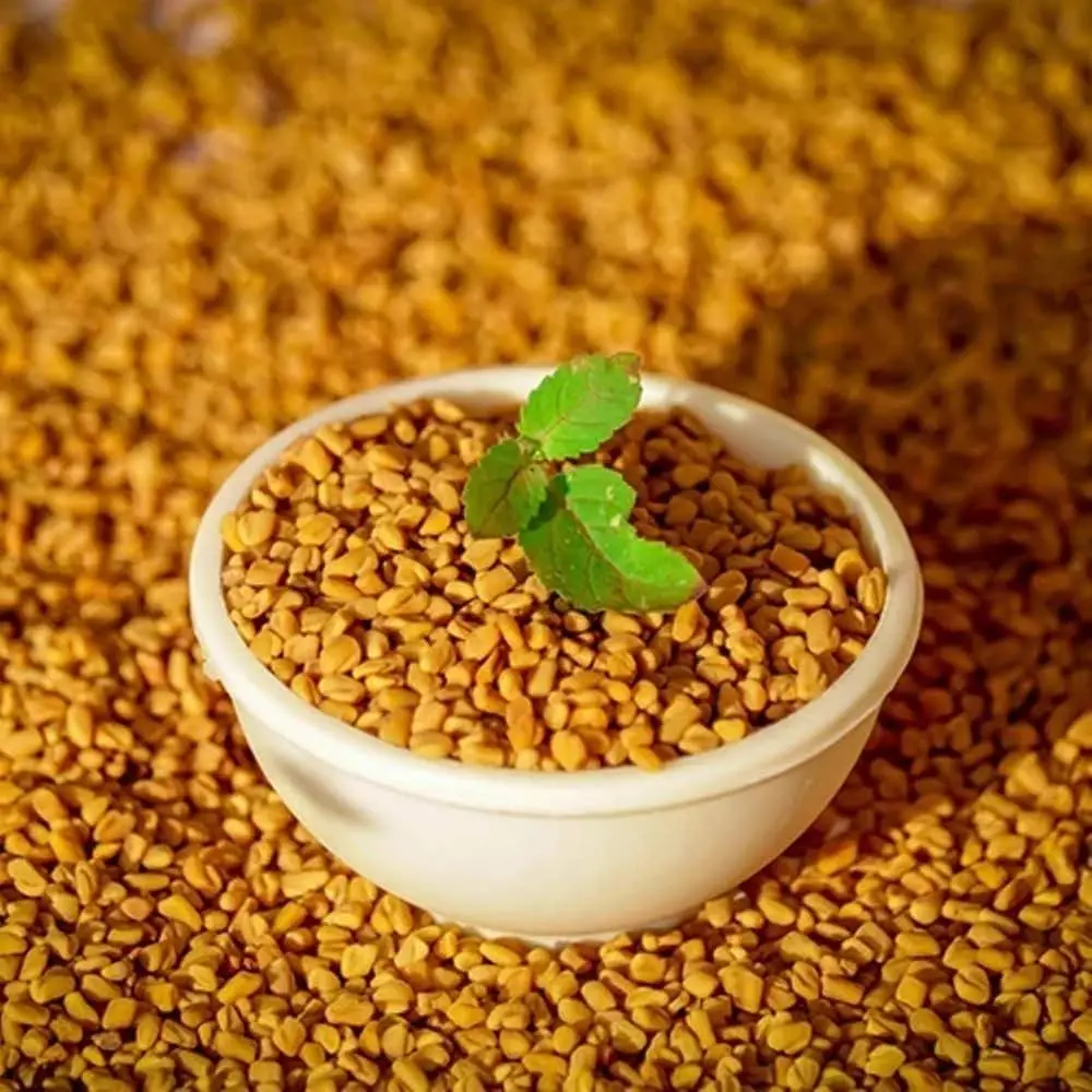 Fenugreek