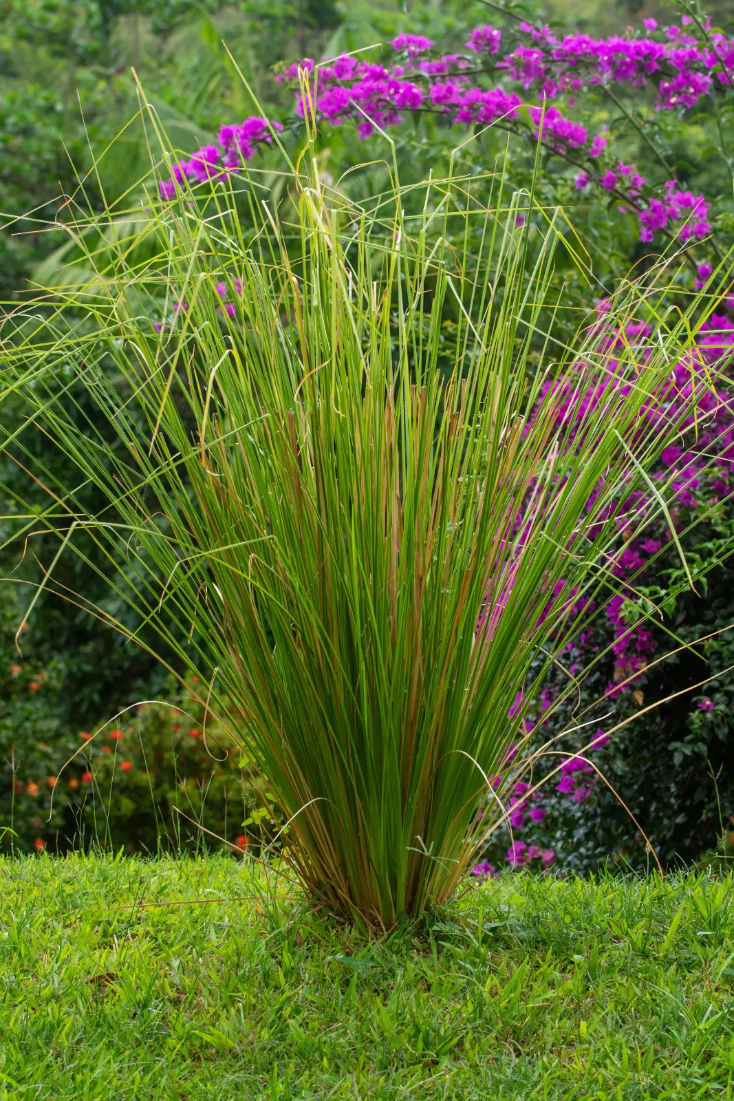 Vetiver