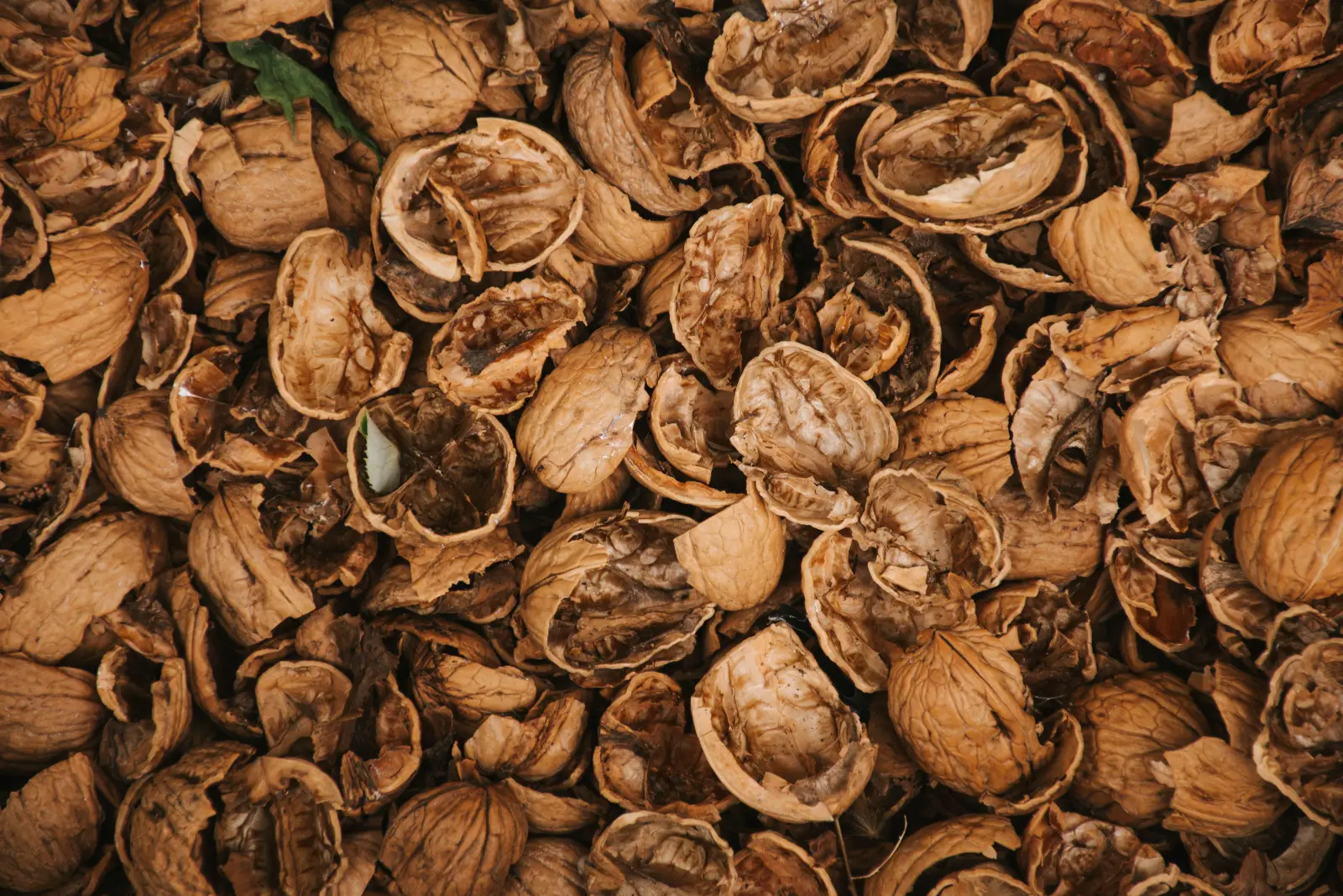 Walnut Shell
