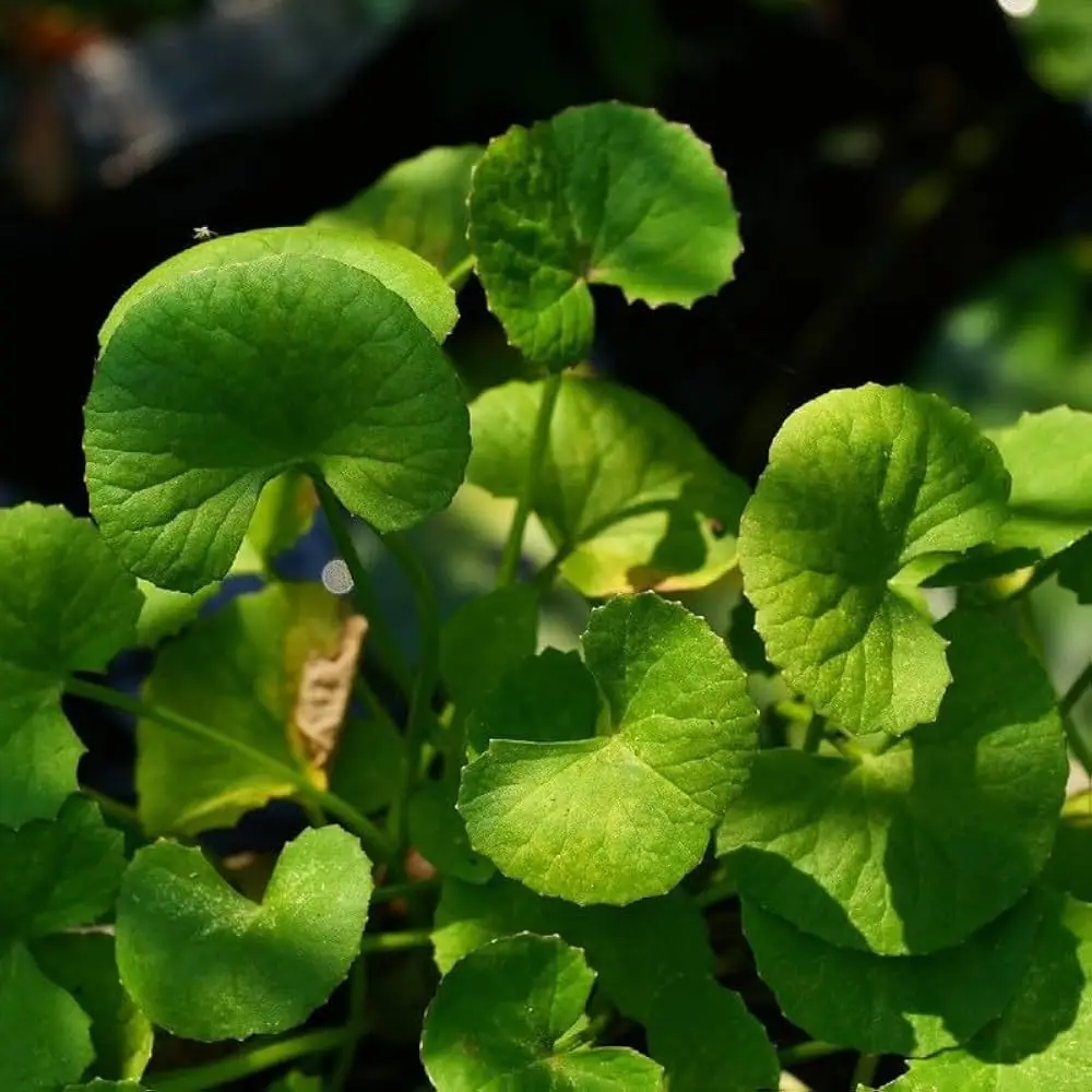 Brahmi
